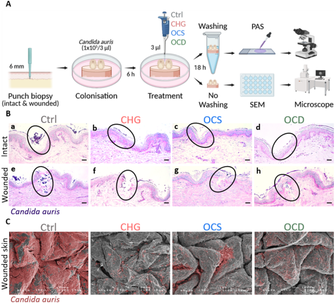Maximize Your Clean: BPH 30 Multi-Aktiv-Schaum Application Guide